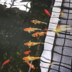 錦鯉の画像