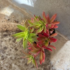 紅葉まつり苗の画像
