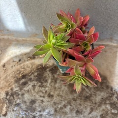 紅葉まつり苗の画像