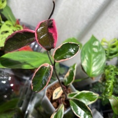 ホヤ　リップカラー  サクララン　観葉植物の画像