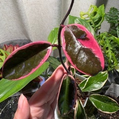 ホヤ　リップカラー  サクララン　観葉植物の画像