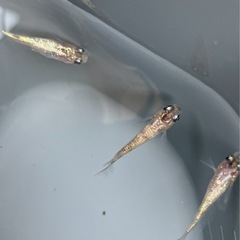🌸白斑サファイア5匹セット🌸の画像