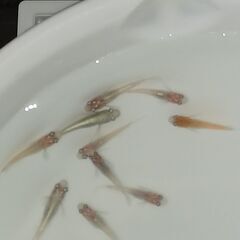 メダカ　　　レッドクリフ　　　５匹の画像