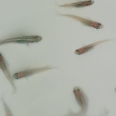 メダカ　　　レッドクリフ　　　５匹の画像
