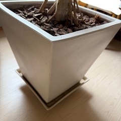 ウンベラータ　の画像