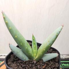 アロエ　クラビフローラ　実生　Aloe clavifloraの画像