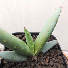 アロエ　クラビフローラ　実生　Aloe clavifloraの画像
