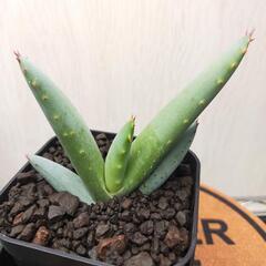 アロエ　クラビフローラ　実生　Aloe clavifloraの画像