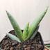 ランキングキーワードに紐づく投稿画像-多肉植物