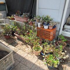 多肉植物無料で差し上げます