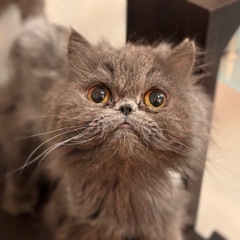 【避妊済み】エキゾチックロングヘア