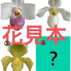 パフィオ4株の画像