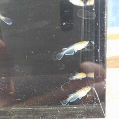 めだか【メダカ】菊間めだか様血鏡花菊　若魚10匹の画像