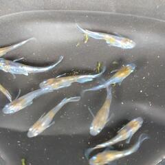 めだか【メダカ】菊間めだか様血鏡花菊　若魚10匹の画像