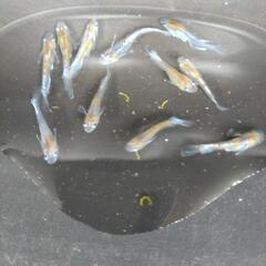 めだか【メダカ】菊間めだか様血鏡花菊　若魚10匹の画像
