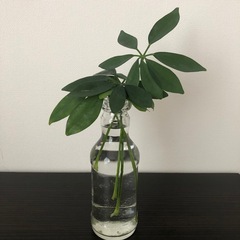 観葉植物　シェフレラ　水栽培　ガラス瓶付き