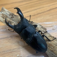新規受付停止　サキシマヒラタクワガタペア　1
