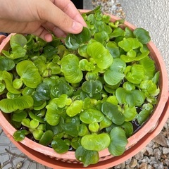 メダカ水草の画像