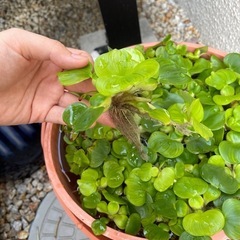 メダカ水草の画像