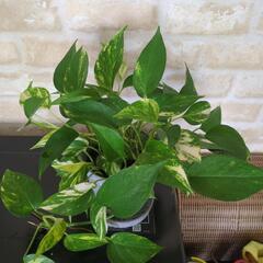 観葉植物　ポトスの画像