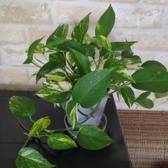 観葉植物　ポトスの画像