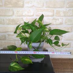 観葉植物　ポトスの画像