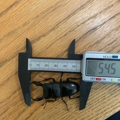 サキシマヒラタクワガタペア　2の画像