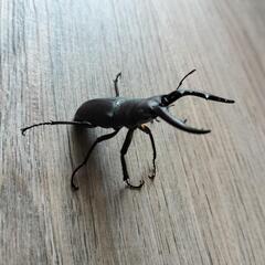 ノコギリクワガタ(オス)の画像