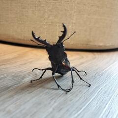 ノコギリクワガタ(オス)の画像