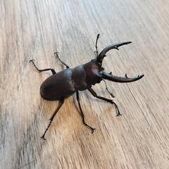 ノコギリクワガタ(オス)の画像