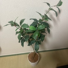 観葉植物