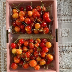 完売）サクランボ　紅秀峰　訳あり　1kg