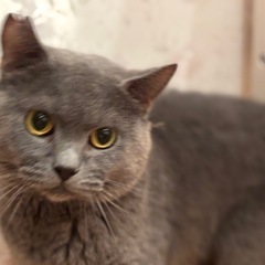 【去勢済み】ブリティッシュショートヘア