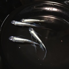 メダカの卵100個の画像