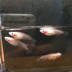 メダカの卵100個の画像