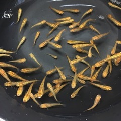メダカの卵100個の画像