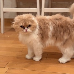【避妊済み】スコティッシュフォールド　ロング