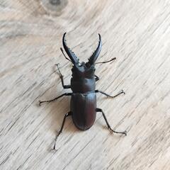 ノコギリクワガタ(オス)の画像