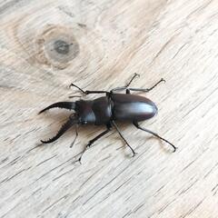 ノコギリクワガタ(オス)の画像