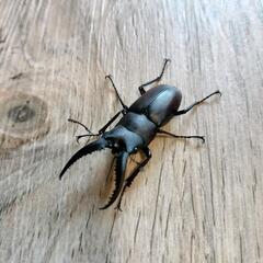 ノコギリクワガタ(オス)の画像