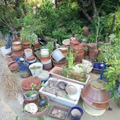 植木鉢　お好きなのどうぞ