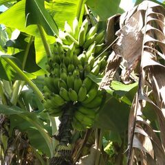 バナナ苗１株　ブラジル原産の画像