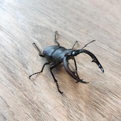 ノコギリクワガタ(オス)の画像