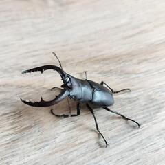 ノコギリクワガタ(オス)の画像