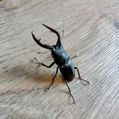 ノコギリクワガタ(オス)の画像