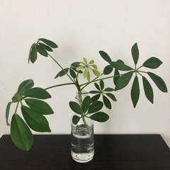 観葉植物　シェフレラ　挿し木　ガラス瓶付き