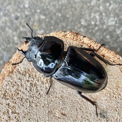 特大‼️R⑰国産能勢オオクワガタ︎︎ ♀単53mmの画像
