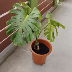観葉植物 モンステラ 人気の南国観葉植物の画像