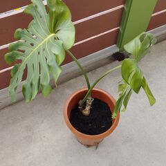 観葉植物 モンステラ 人気の南国観葉植物の画像