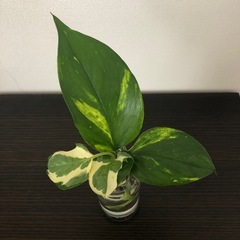 観葉植物　ポトス2種類　水栽培　ガラス瓶付き
